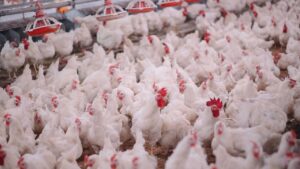 Poultry Farming: ठंड बढ़ते ही बढ़ा बर्ड फ्लू का खतरा, मुर्गी पालकों के लिए बिहार सरकार का अलर्ट Poultry Farming: ठंड बढ़ते ही बढ़ा बर्ड फ्लू का खतरा, मुर्गी पालकों के लिए बिहार सरकार का अलर्ट