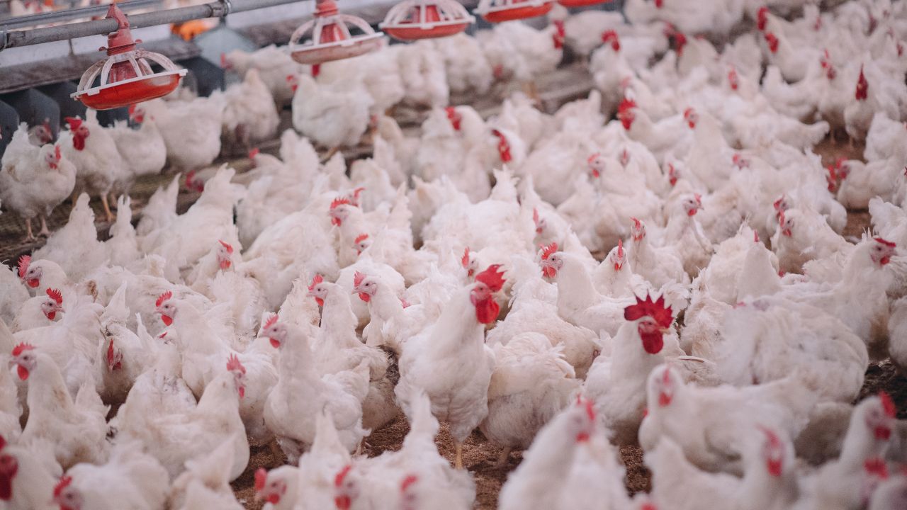 Poultry Farming Bird Flu Threat Increases Bihar Government Issues Important Warning Poultry Farmers