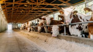 पशुपालकों के लिए खुशखबरी, मध्य प्रदेश सरकार दे रही फ्री गाय योजना के साथ हर महीने 1500 रुपये पशुपालकों के लिए खुशखबरी, मध्य प्रदेश सरकार दे रही फ्री गाय योजना के साथ हर महीने 1500 रुपये