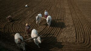 ट्रैक्टर छोड़िए, बैलों से खेती कीजिए, राजस्थान सरकार दे रही है 30 हजार रुपये की सहायता