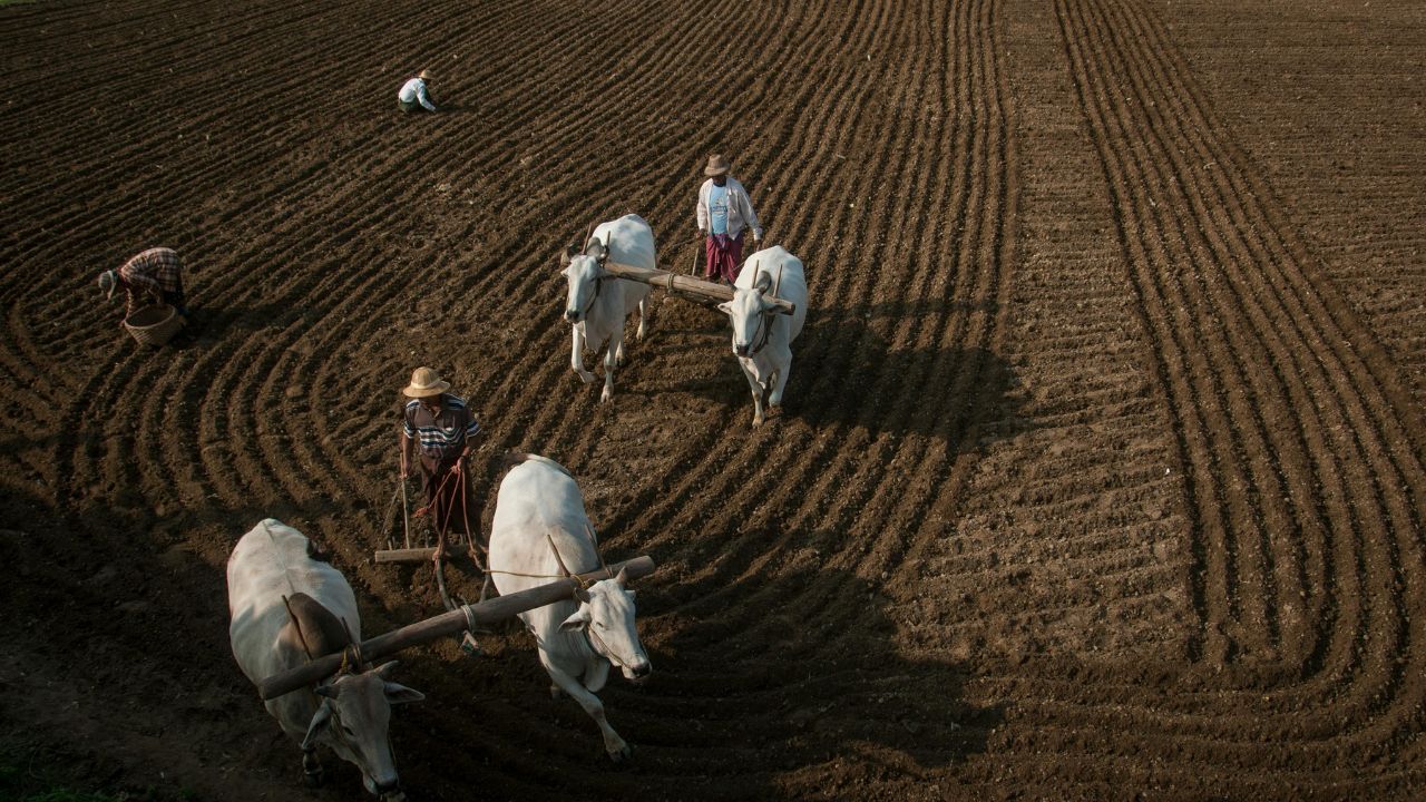 ट्रैक्टर छोड़िए, बैलों से खेती कीजिए, राजस्थान सरकार दे रही है 30 हजार रुपये की सहायता