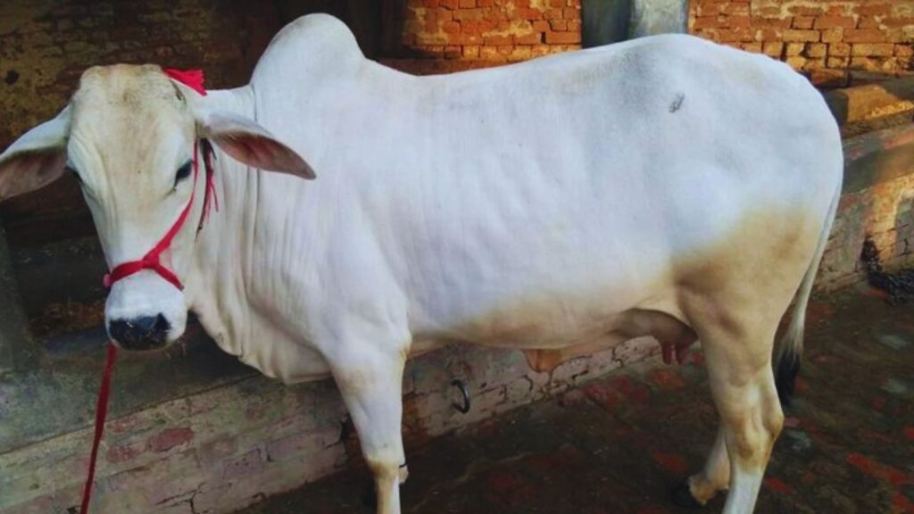 इस नस्ल की खास बात यह है कि इसे किसी महंगे या खास चारे की जरूरत नहीं होती. सामान्य हरा चारा, सूखा भूसा और संतुलित आहार पर भी यह अच्छी सेहत और दूध उत्पादन बनाए रखती है, जिससे छोटे किसान भी इसे आसानी से पाल सकते हैं.