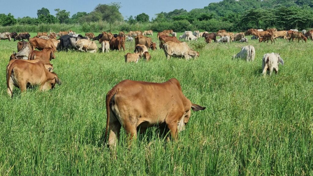 ताजा नेपियर घास को छोटे टुकड़ों में काटकर देना सबसे अच्छा होता है. इसे भूसे या अन्य चारे के साथ मिलाकर खिलाया जाए तो और अधिक फायदा मिलता है. लेकिन एक बार में बहुत ज्यादा देने से पेट फूलने की समस्या हो सकती है, इसलिए मात्रा नियंत्रित रखें (10–15 किलो प्रतिदिन). ताजा नेपियर घास को छोटे टुकड़ों में काटकर देना सबसे अच्छा होता है. इसे भूसे या अन्य चारे के साथ मिलाकर खिलाया जाए तो और अधिक फायदा मिलता है. लेकिन एक बार में बहुत ज्यादा देने से पेट फूलने की समस्या हो सकती है, इसलिए मात्रा नियंत्रित रखें (10–15 किलो प्रतिदिन).