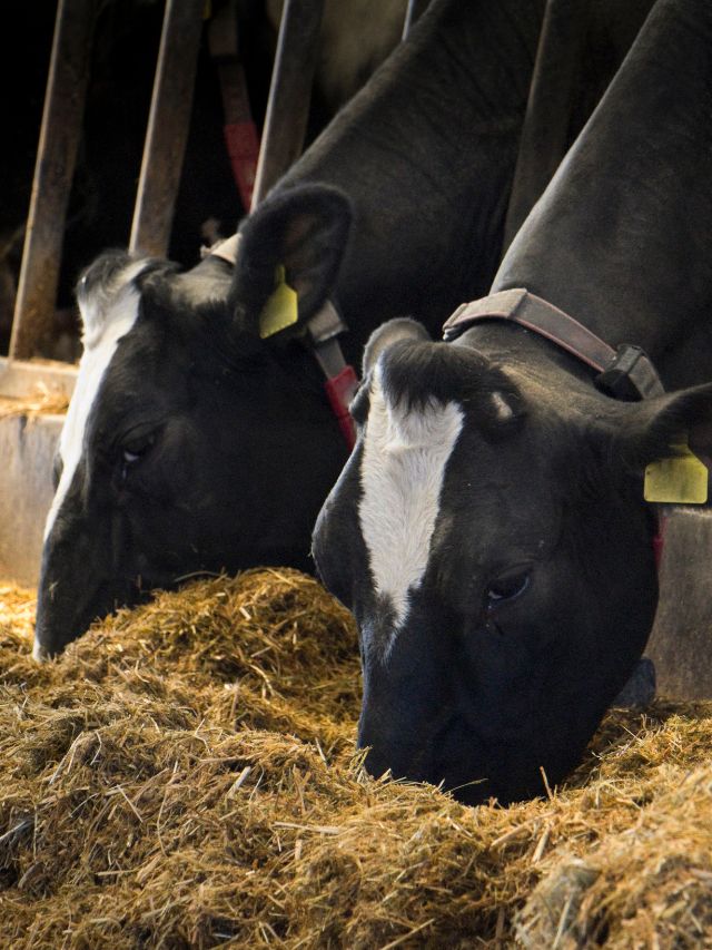 घर पर बनाएं ये सस्ता पशु आहार, बंपर होगा दूध उत्पादन!