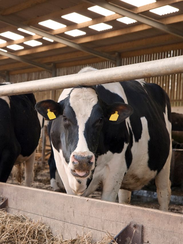 ये देसी चीज ठंड में पशुओं को रखेगी सुपर हेल्दी, जानें