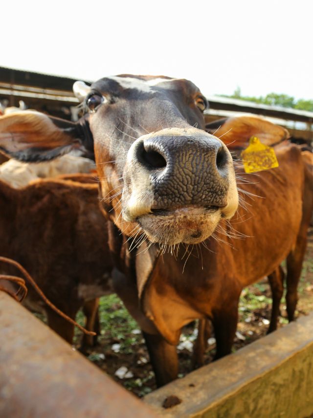 पशुओं के शरीर का तापमान क्यों है सबसे अहम?