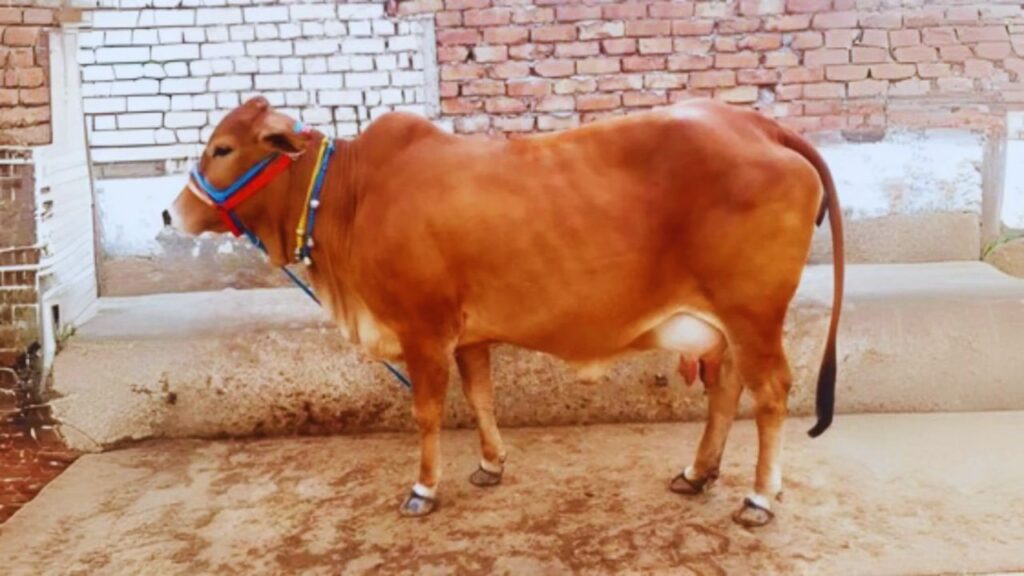 साहीवाल गाय देसी नस्ल होने के कारण A2 प्रोटीन वाला दूध देती है, जिसकी डिमांड शहरों में तेज़ी से बढ़ रही है. यही वजह है कि लोग इसे पैकेट वाले A1 दूध की तुलना में ज्यादा पसंद करते हैं. साहीवाल गाय देसी नस्ल होने के कारण A2 प्रोटीन वाला दूध देती है, जिसकी डिमांड शहरों में तेज़ी से बढ़ रही है. यही वजह है कि लोग इसे पैकेट वाले A1 दूध की तुलना में ज्यादा पसंद करते हैं.