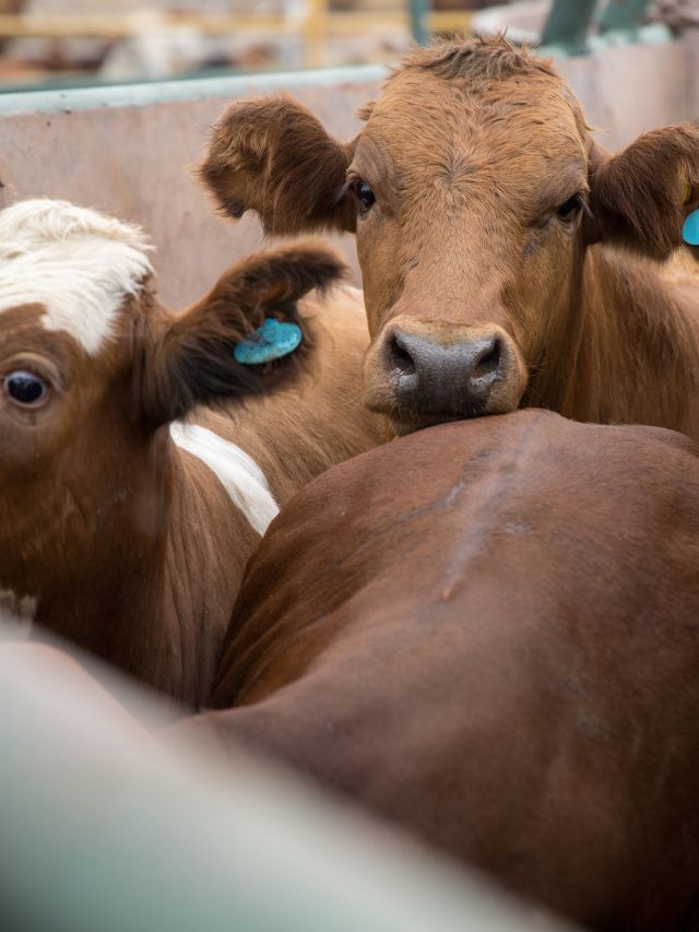 सर्दियों में दुधारू पशुओं का दूध घट रहा है? अपनाएं ये देसी उपाय