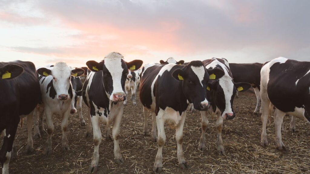 Dairy Farming: ठंड में गाय-भैंस का दूध हो रहा आधा? अपनाएं ये देसी नुस्खा… दोगुना बहने लगेगा दूध!