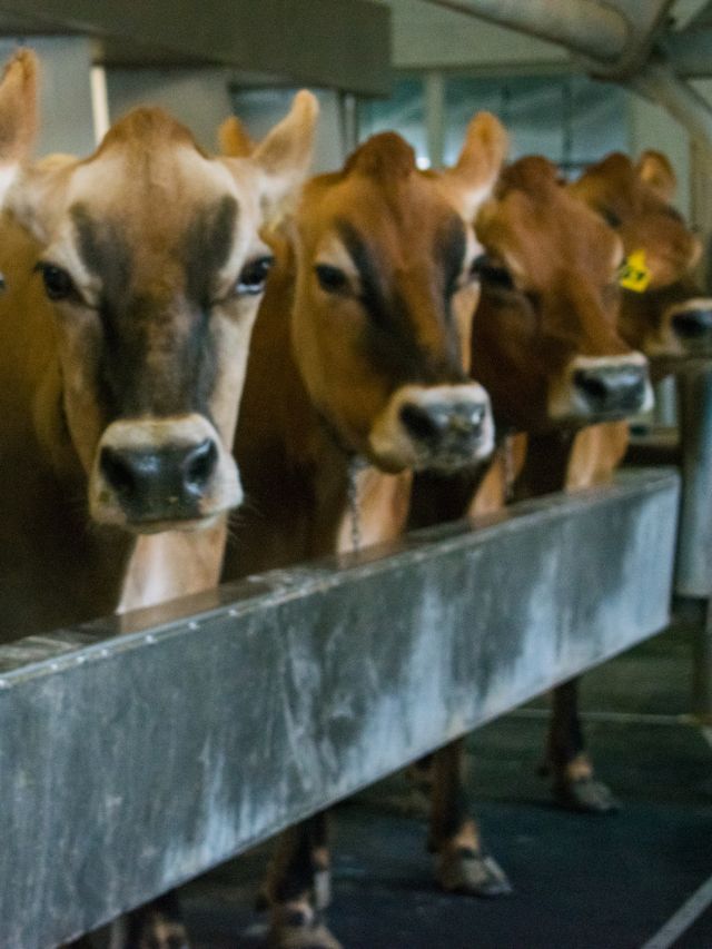 पशु हेल्दी है या नहीं, मिनटों में ऐसे करें पहचान!