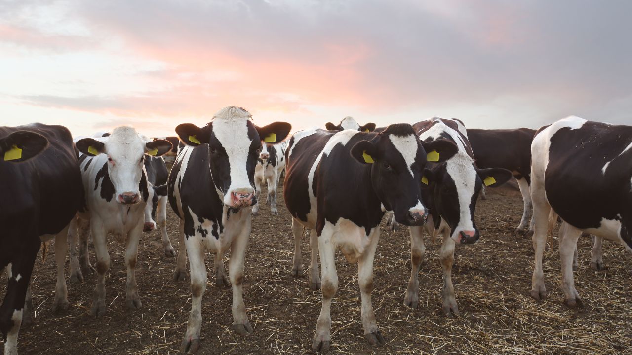 Dairy Farming: ठंड में गाय-भैंस का दूध हो रहा आधा? अपनाएं ये देसी नुस्खा… दोगुना बहने लगेगा दूध!