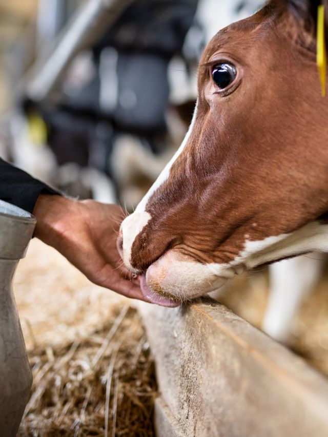 गाय-भैंस को खिलाएं ये आहार, बिना दवा 2X होगी कमाई!