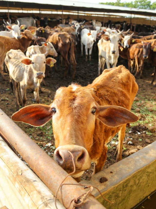 गाय-भैंस के लिए रूम हीटर का काम करेगी ये देसी खली!