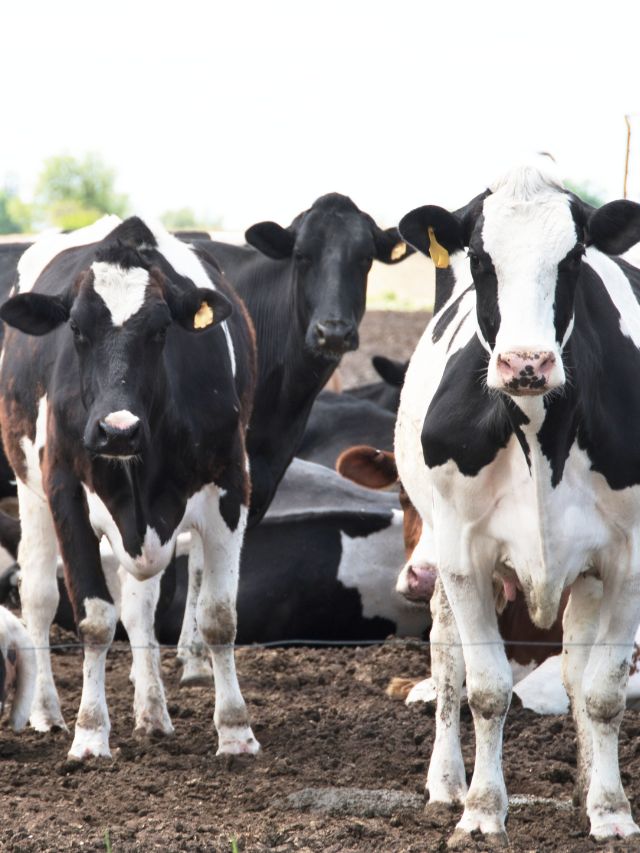 पशुओं के पेट के कीड़े से हैं परेशान, अपनाएं ये घरेलू उपाय