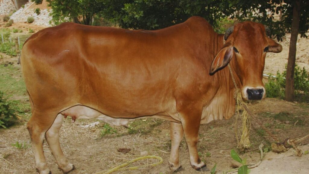 देशभर के हजारों किसानों का अनुभव यही कहता है कि एक बार साहीवाल नस्ल को अपनाया, तो फिर पीछे मुड़कर देखने की जरूरत नहीं पड़ती. यह गाय ना केवल तापमान के उतार-चढ़ाव को आसानी से झेलती है, बल्कि बीमार भी बहुत कम होती है. देशभर के हजारों किसानों का अनुभव यही कहता है कि एक बार साहीवाल नस्ल को अपनाया, तो फिर पीछे मुड़कर देखने की जरूरत नहीं पड़ती. यह गाय ना केवल तापमान के उतार-चढ़ाव को आसानी से झेलती है, बल्कि बीमार भी बहुत कम होती है.