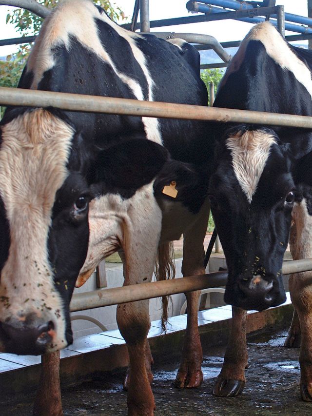 सर्दियों में भी एक दम फिट रहेंगे पशु, बस करें ये काम!