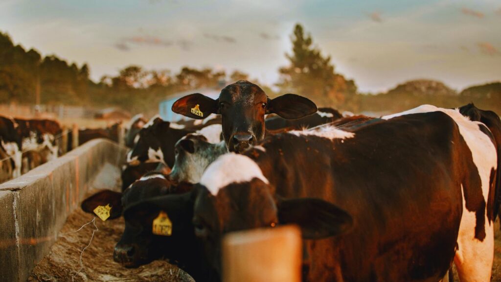 Gay Ki Dekhbhal Ke Tips: हल्की मालिश, नियमित धूप, समय पर टीकाकरण और डॉक्टर की समय-समय पर जांच गायों की सेहत को मजबूत करती है. साफ-सुथरा शेड संक्रमण से बचाता है और उत्पादन को लगातार बढ़ाता है. Gay Ki Dekhbhal Ke Tips: हल्की मालिश, नियमित धूप, समय पर टीकाकरण और डॉक्टर की समय-समय पर जांच गायों की सेहत को मजबूत करती है. साफ-सुथरा शेड संक्रमण से बचाता है और उत्पादन को लगातार बढ़ाता है.