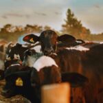 high milk producing cows