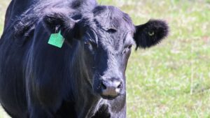 क्या है पशु आधार योजना? जानें कैसे मिनटों में करा सकते हैं अपने पशुओं का डिजिटल पंजीकरण