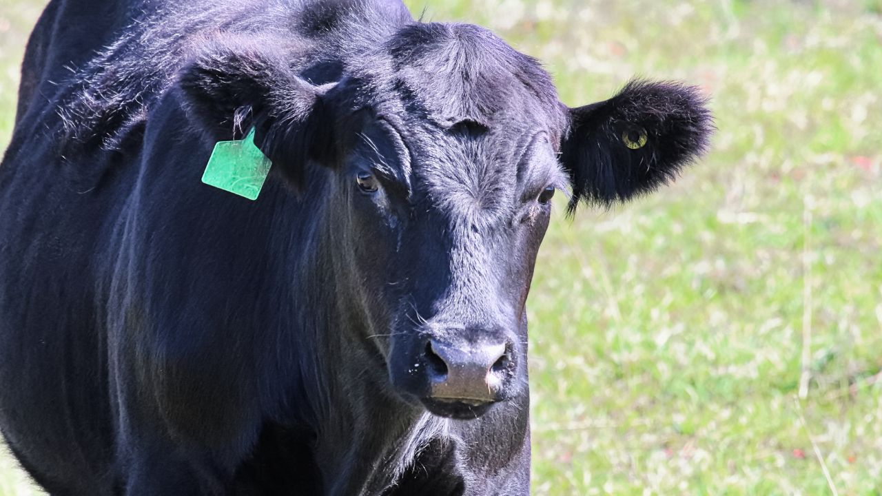 What Is Pashu Aadhaar Scheme Learn How Farmers Can Digitally Register Their Animals In Minutes