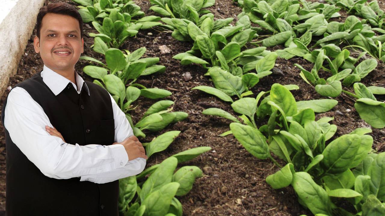 रासायनिक खेती से प्राकृतिक खेती की ओर महाराष्ट्र, 2 साल में 25 लाख हेक्टेयर कवर करने की तैयारी