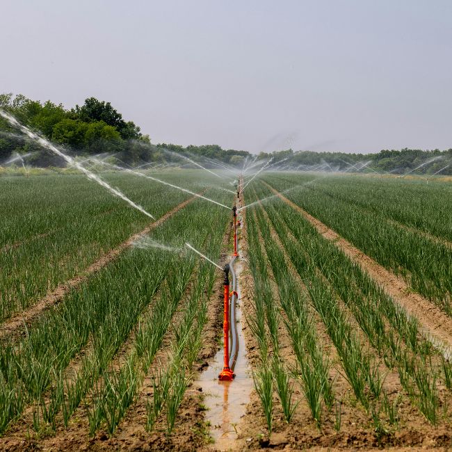 Drip Irrigation Cost Guide In Hindi