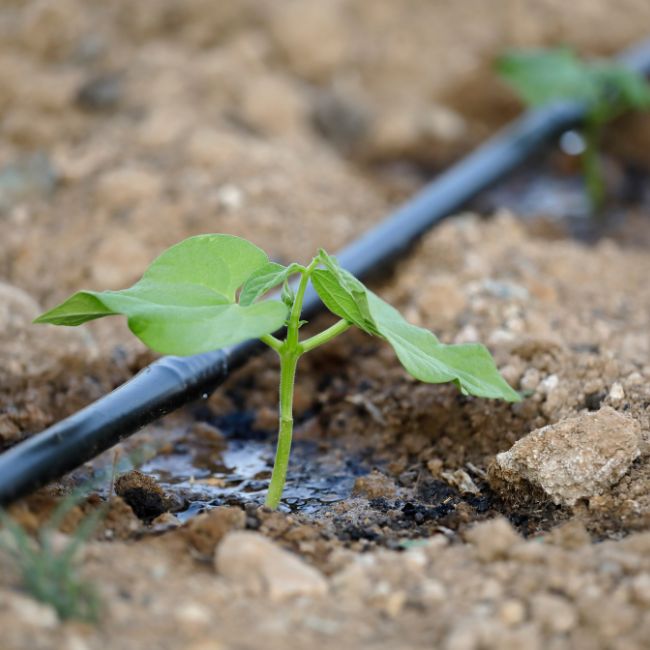 Drip Irrigation Benefits