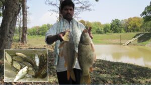 एपिजूटिक अल्सरेटिव सिंड्रोम से तालाब में मर रहीं मछलियां, वैज्ञानिक ने फिश फार्मर्स को बताया बचाव के अचूक उपाय