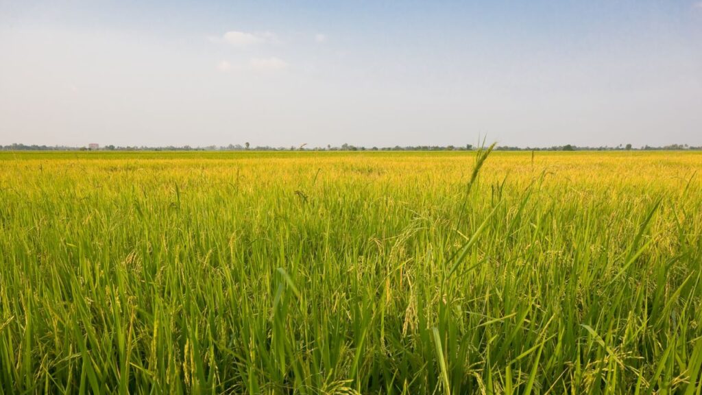 अब खेती एक ऐसा बिजनेस बन चुकी है, जिसमें सही फसल, सही समय और सही तकनीक अपनाकर किसान सालाना लाखों रुपये कमा सकते हैं. बाजार की मांग को समझकर की गई खेती में जोखिम कम और मुनाफा ज्यादा होता है. 