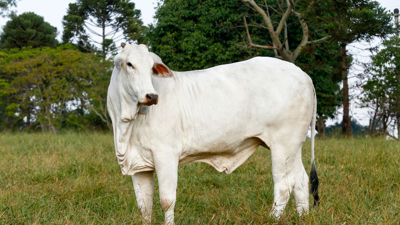 Rural Business Ideas Best Cow For Dairy Ke Liye Sabse Acchi Gay