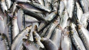 Fish Care: तापमान गिरते ही बढ़ा खतरा, मछलियों की मौत रोकने के लिए बिहार सरकार की नई गाइडलाइन जारी