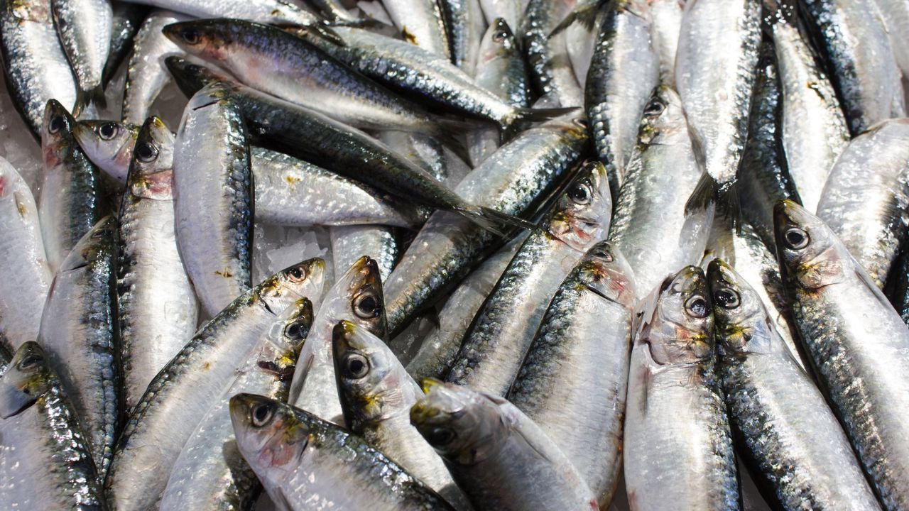 Danger Increases Temperature Drops Bihar Government Issues New Guidelines Prevent Fish Deaths