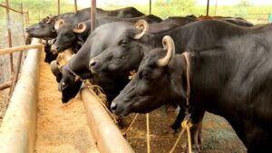 Cattle Care Tips: सावधान! फैल रहा FMD वायरस, ये दो शुरुआती लक्षण दिखें तो तुरंत कराएं इलाज