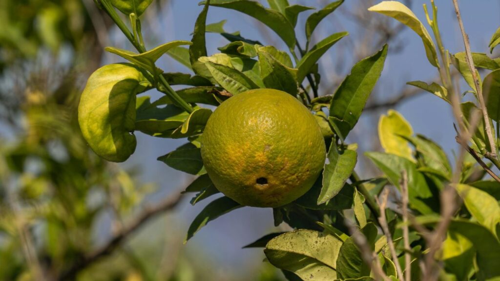 Fruit Farming: फलदार पेड़ों की खेती धैर्य मांगती है, लेकिन इसका फायदा लंबे समय तक मिलता है. आम, अमरूद, अनार, नींबू और कटहल जैसे पेड़ 3–5 साल में फल देने लगते हैं और उसके बाद हर साल नियमित कमाई होती है. अगर किसान जैविक तरीके से खेती करें, तो फलों की कीमत बाजार में और ज्यादा मिलती है.