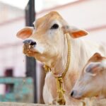 sabse zyada doodh dene wali gay