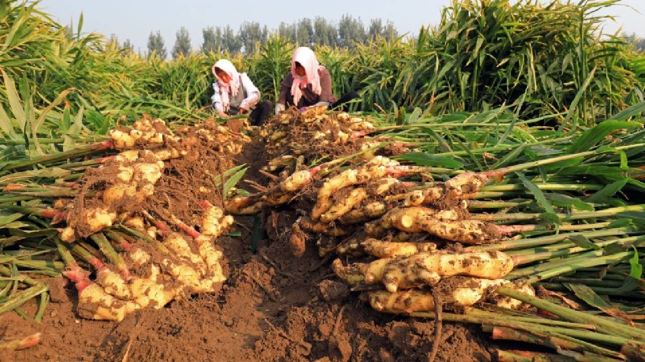 Many Crops Including Chilli Will Be Procured At Msp In Mizoram