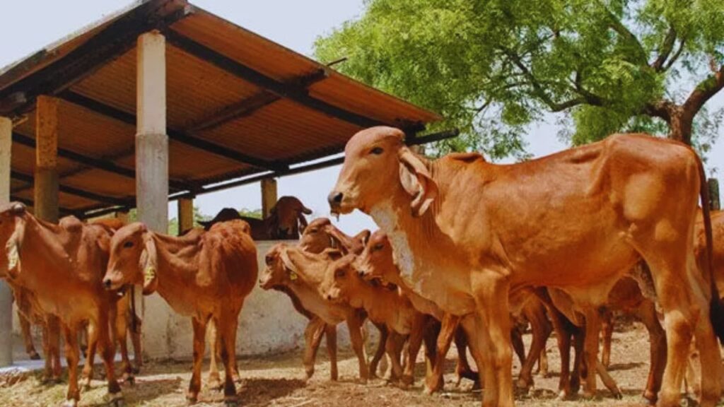 Gir Gay Ki Khasiyat: गुजरात की गिर नस्ल औसतन 25–30 लीटर और सही देखभाल में 35 लीटर तक दूध देती है. इसका A2 प्रोटीन वाला दूध सेहत के लिए बेहद फायदेमंद माना जाता है, इसलिए इसकी मांग लगातार बढ़ रही है. Gir Gay Ki Khasiyat: गुजरात की गिर नस्ल औसतन 25–30 लीटर और सही देखभाल में 35 लीटर तक दूध देती है. इसका A2 प्रोटीन वाला दूध सेहत के लिए बेहद फायदेमंद माना जाता है, इसलिए इसकी मांग लगातार बढ़ रही है.