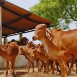 Rural Business ideas