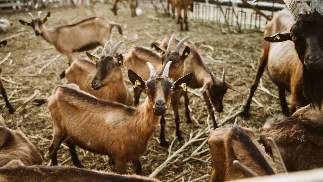 Before Buying Goat Sure Identify Its True Health Otherwise Farmers May End Up Making Bad Deal Bakari Kharidane Ke Tips