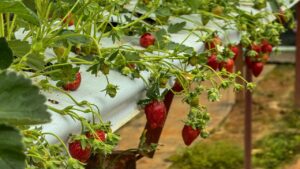 Strawberry Farming: किसानों को करोड़पति बनाएगी स्ट्रॉबेरी, सरकार खेती के लिए दे रही सब्सिडी का लाभ