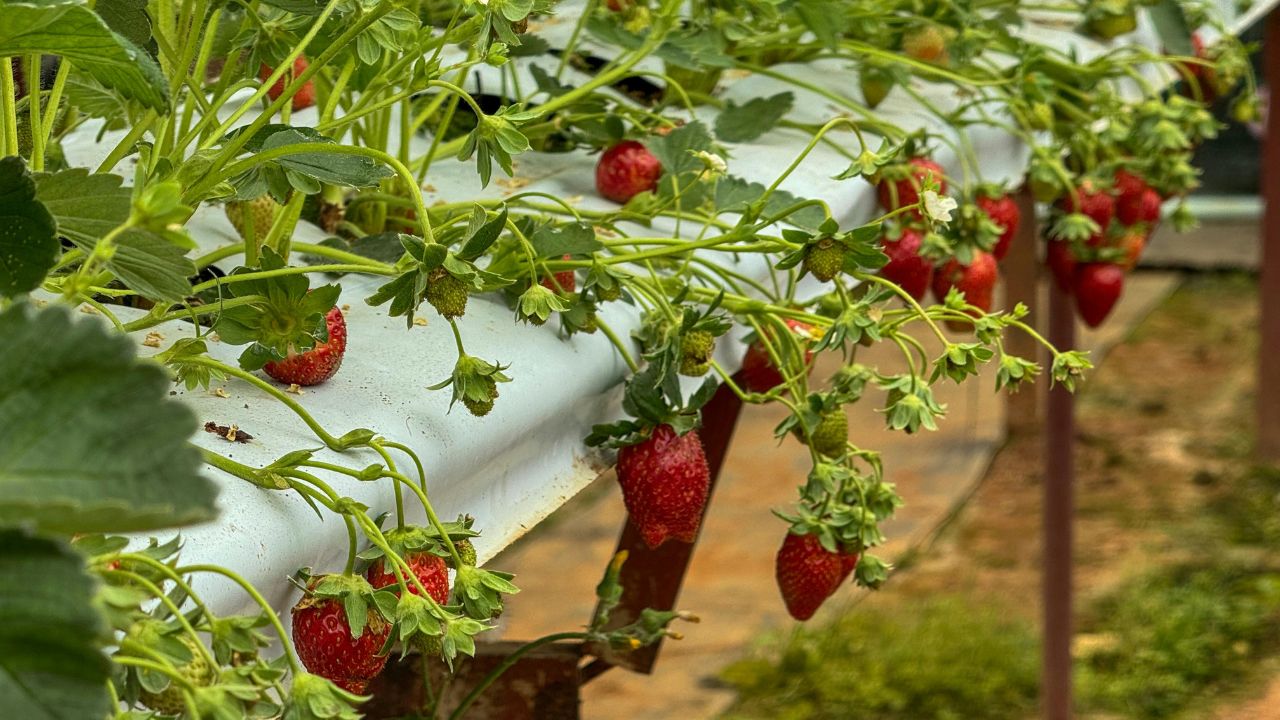 Strawberry Farming: किसानों को करोड़पति बनाएगी स्ट्रॉबेरी, सरकार खेती के लिए दे रही सब्सिडी का लाभ