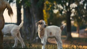 बदलते मौसम में बकरी के बच्चों की जान पर बढ़ा खतरा, इन घरेलू उपायों से मेमनों को रखें सेहतमंद