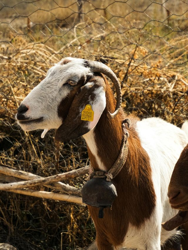 बकरियों पर मंडरा रहा निमोनिया का खतरा! जानें बचाव के टिप्स