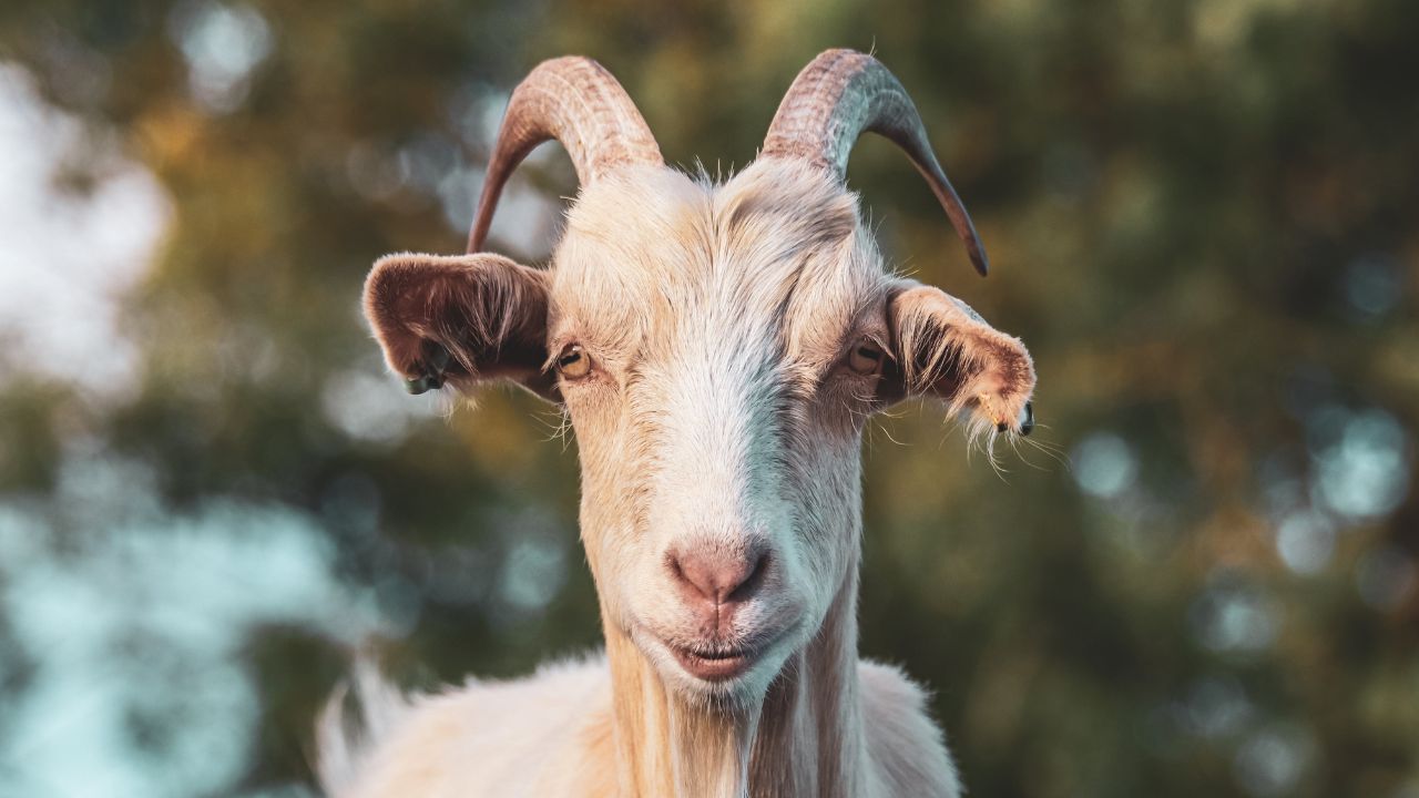 Balanced Feeding Dairy Goats Increase Milk Yield Improve Health India Livestock