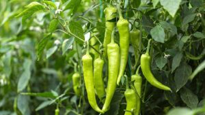 पंजाब की मिर्च का दुबई में जलवा, 15 टन हुआ निर्यात.. आखिर क्यों बढ़ रही मांग ?