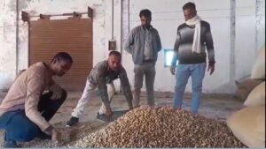 मंडी में बढ़कर भाव मिलने से मूंगफली किसानों में उत्साह, 38 खरीद केंद्र पर ट्रॉलियां भरकर पहुंचे अन्नदाता