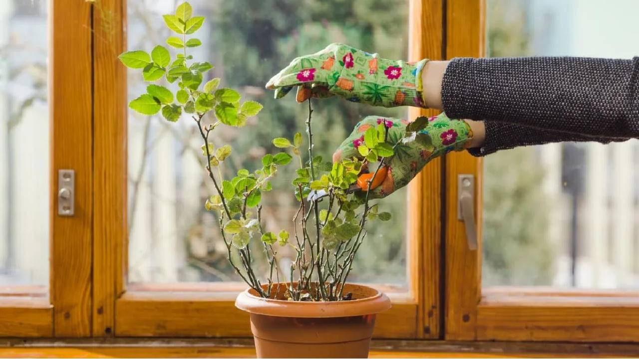 Epsom Salt Using In Lamon Farming Most Effective To Higher Flowering And Fruiting In Lemon Plants