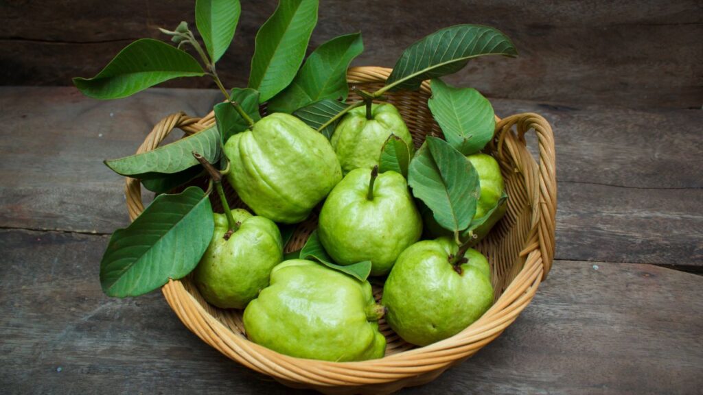 हाथ में लेकर हमेशा देखें कि फल नरम और बिना दाग-धब्बों के हो. दाग या खुरदरी सतह वाले अमरूद अंदर से खराब या कीड़े से प्रभावित हो सकते हैं. ऐसे फल खरीदने से बचें.