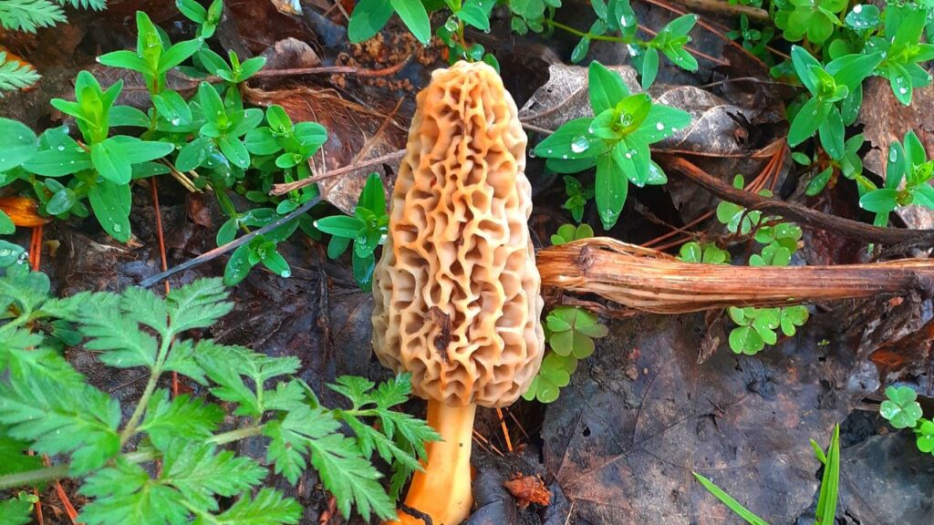 Most Expensive Vegetables: हॉप शूट्स और गुच्छी मशरूम महंगी इसलिए हैं क्योंकि इनकी खेती कठिन और समय-साध्य है. साथ ही, ये स्वास्थ्य के लिए लाभकारी हैं और बाजार में इनकी मांग अत्यधिक है. कम उत्पादन और ज्यादा मांग इन्हें luxury food items की श्रेणी में रखती है.