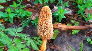 कश्मीर के वैज्ञानिकों की बड़ी कामयाबी, अब खेतों में उगेगा दुनिया का सबसे महंगा मशरूम